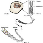 Genetika genetika, trombofilní genové mutace
