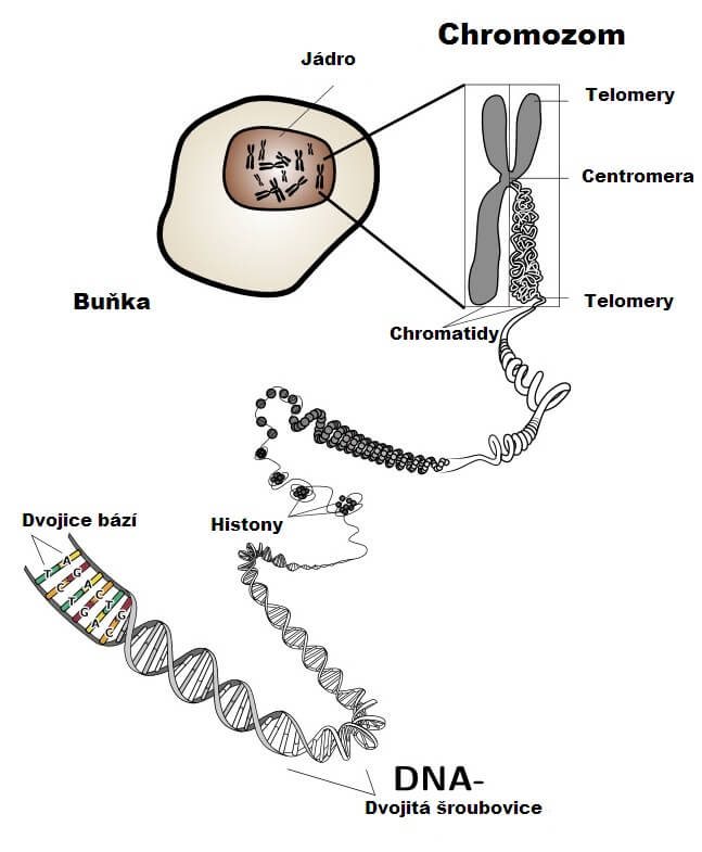 genetika, trombofilní genové mutace