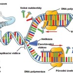 Mutace protrombinového genu Změna DNA u trombofilie, mutace protrombinového genu, trombofilie, protrombinová mutace