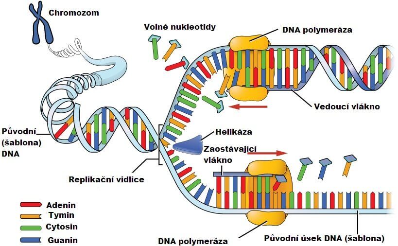 Změna DNA u trombofilie, mutace protrombinového genu, trombofilie, protrombinová mutace